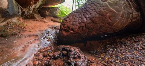 Visit Naka Cave, a Famous Snake